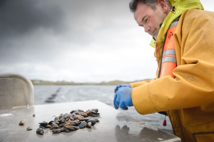 Scots firm scoops first for farmed mussels | The Fish Site