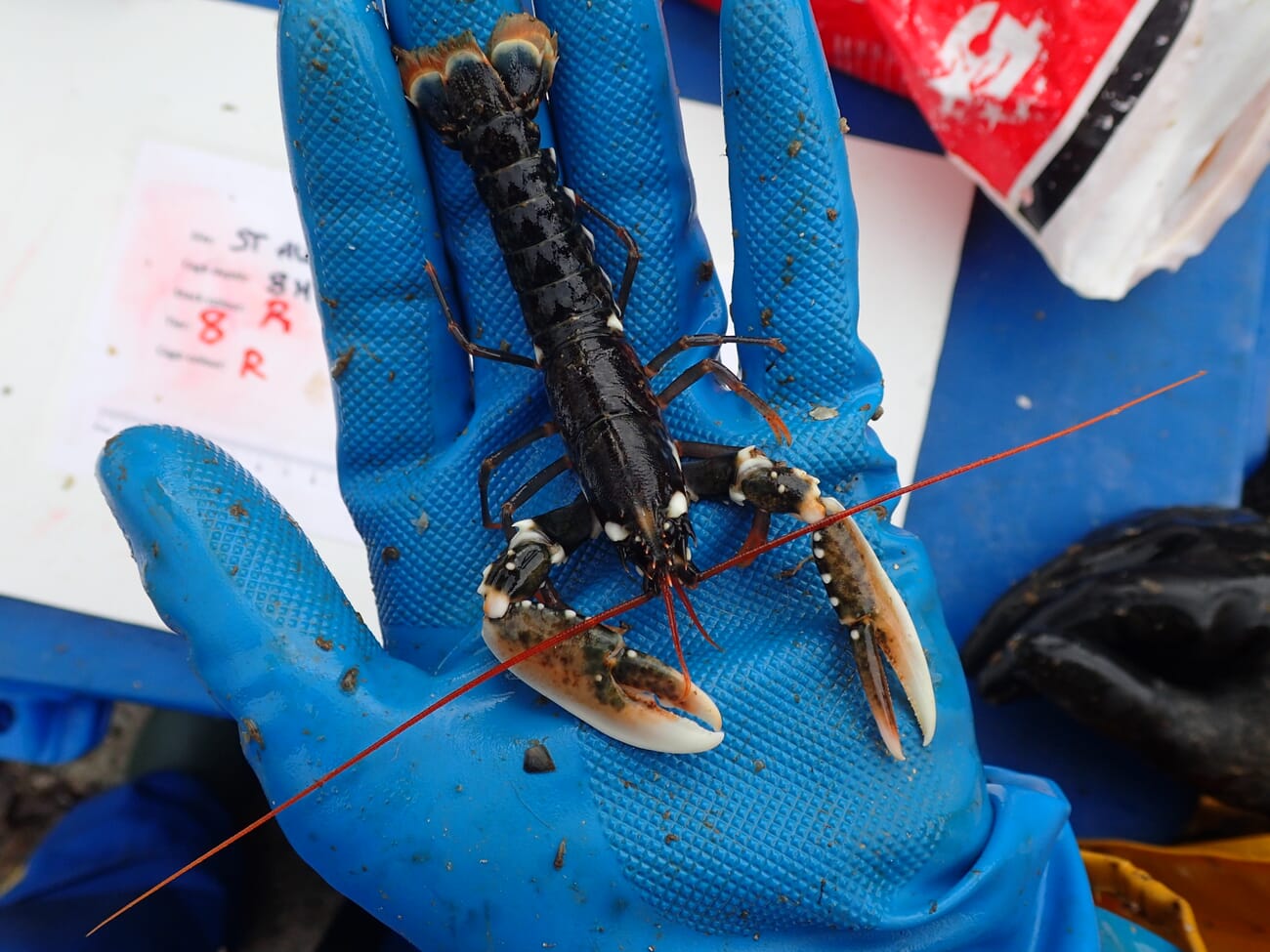 Promising results from UK lobster hatchery The Fish Site