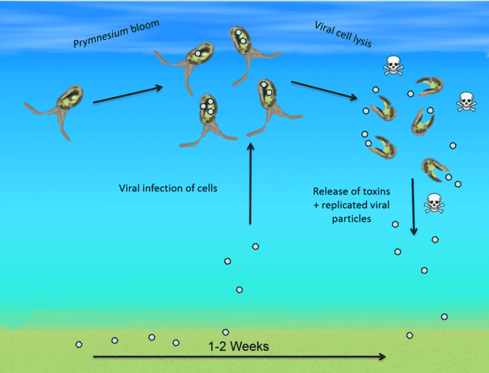 The researchers discovered that viral lysis releases toxins from Prymnesium parvum (golden algae)