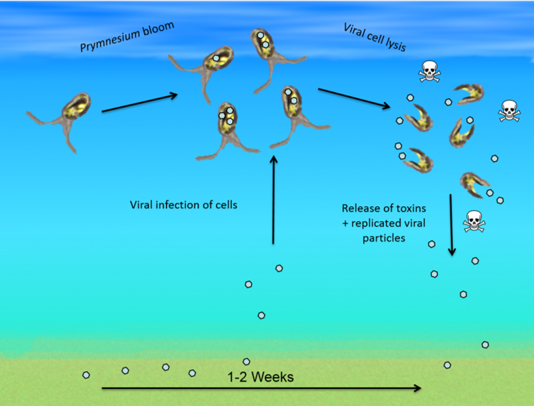 A “radical rethink” for tackling algal blooms | The Fish Site