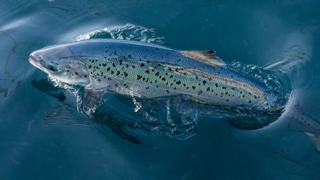 Atlantic salmon breaching water surface