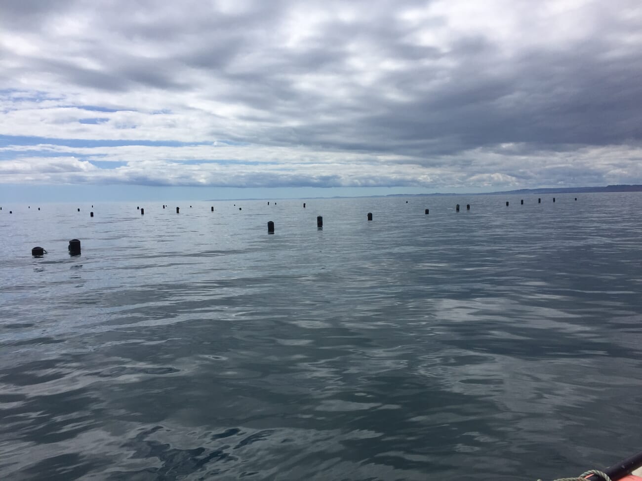 How mussel farms can boost biodiversity | The Fish Site