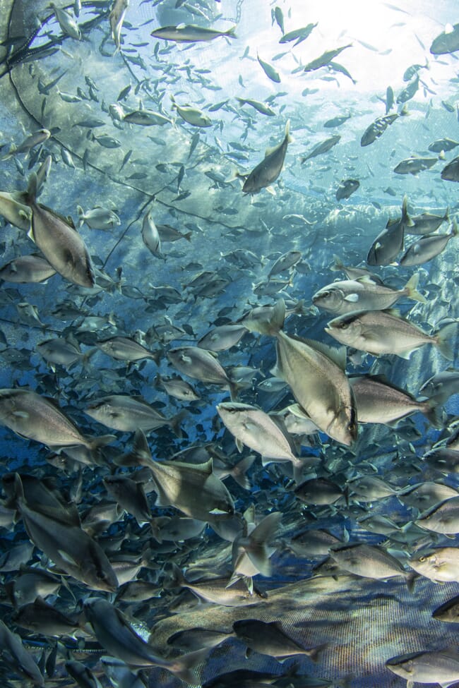 kampachi swimming in an offshore aquaculture enclosure