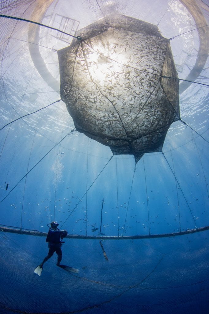 Diver underneath a net full of fish