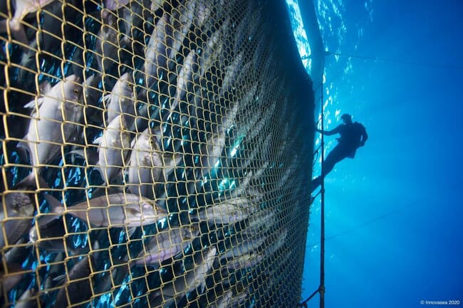 Diver near a net pen