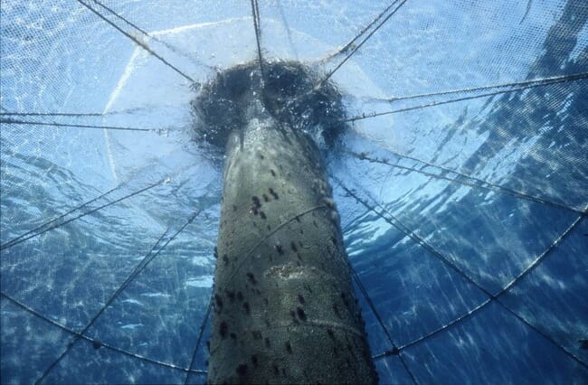 underwater view of an offshore aquaculture pen