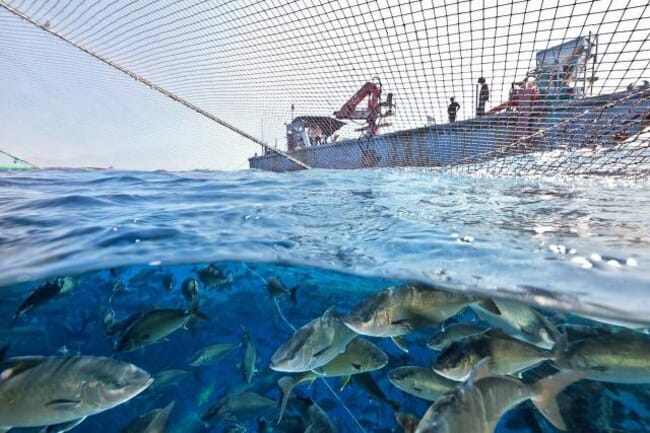 underwater net pen offshore fish farm