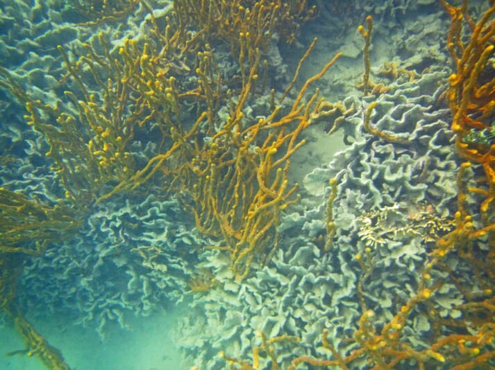 Orange rope coral surviving in a field of dead coral, off the San Blas Islands, Panama.