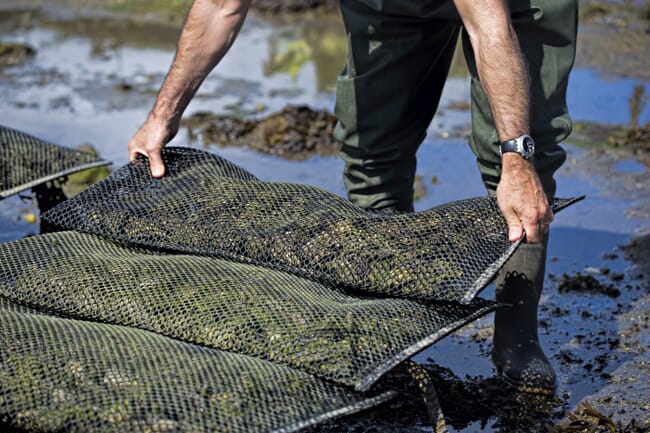 Aquaculture made easy for seafood buyers