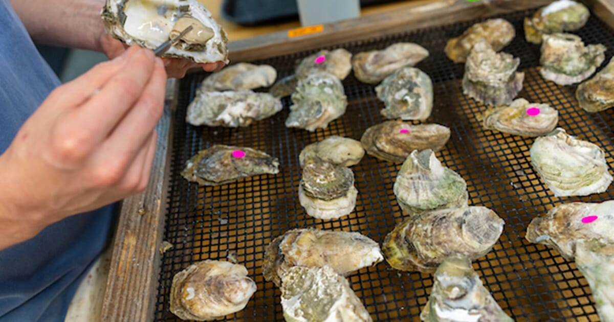 Texas A&M to open new marine aquaculture HQ