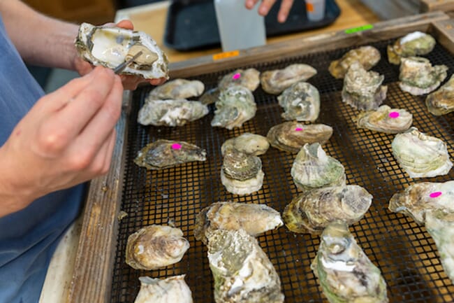 A person inspecting oyster shells.