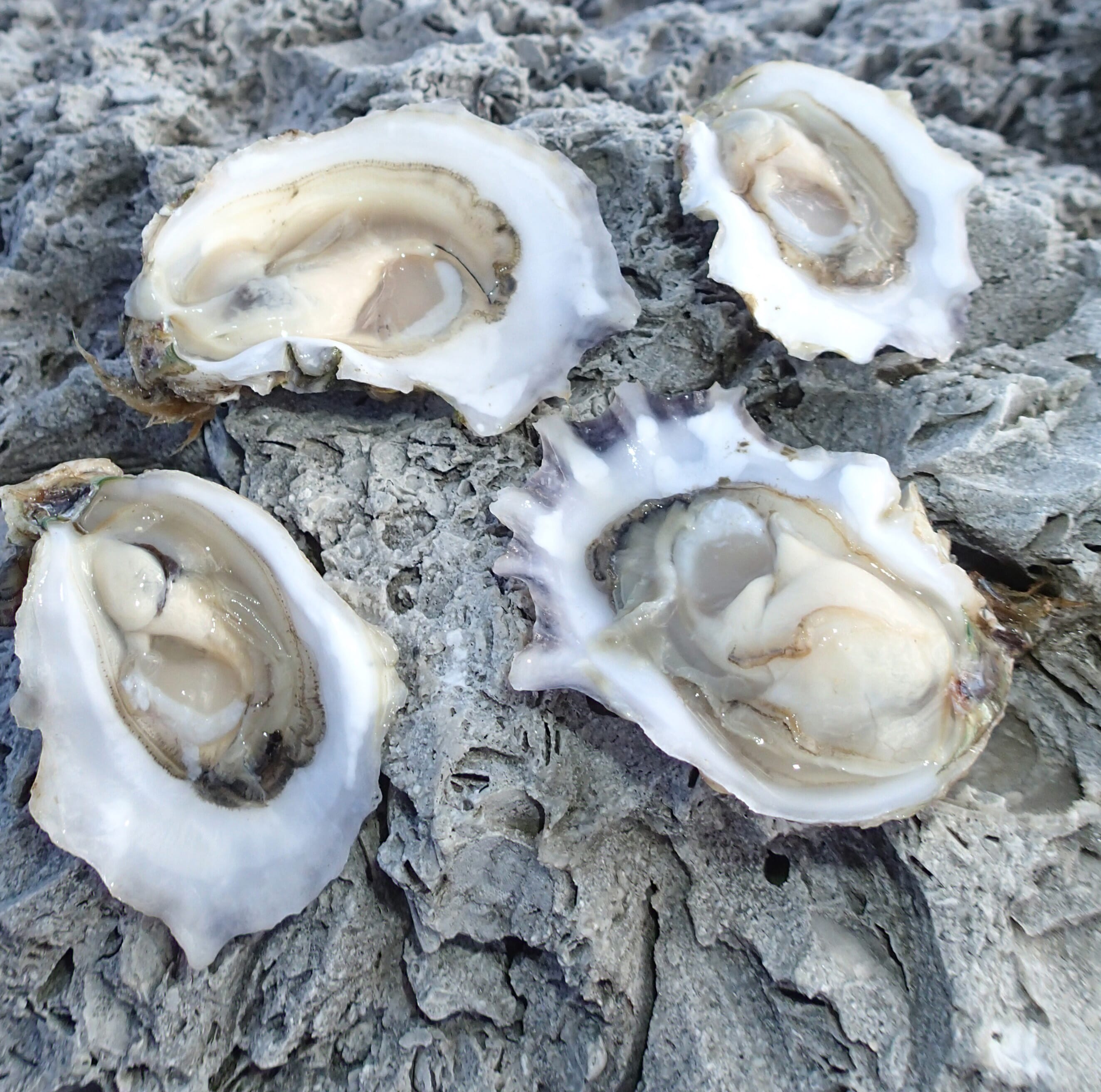 collect wild oyster spat