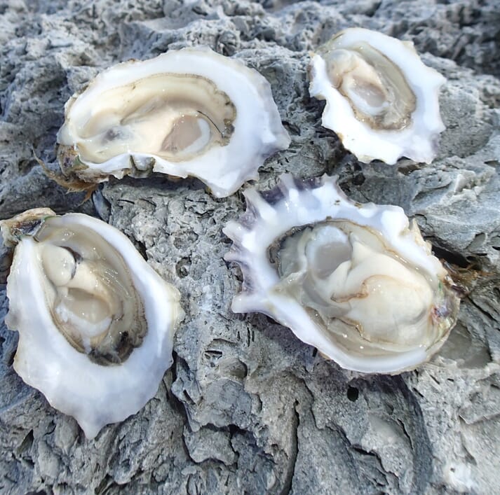 Genomic support for Canadian oyster sector The Fish Site