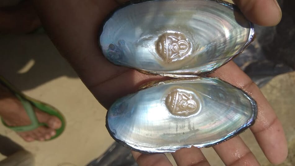 Pearl earnings: why mussel farming is booming amid lockdown in India ...