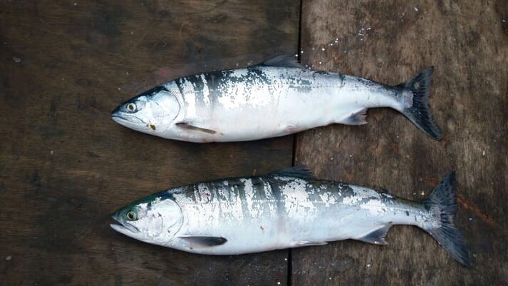 These two pink salmon were caught off the coast of northeast England this year.