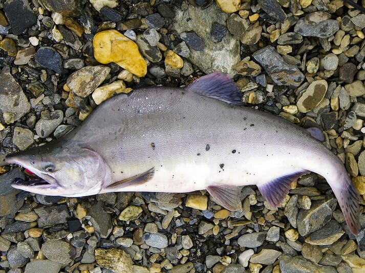 A pink salmon in its freshwater spawning phase.