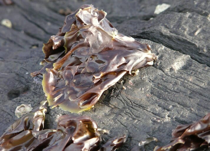 The red alga Porphyra umbilicalis has proven to be tolerant to a range of environmental conditions and could be key in breeding disease resistant seaweed.