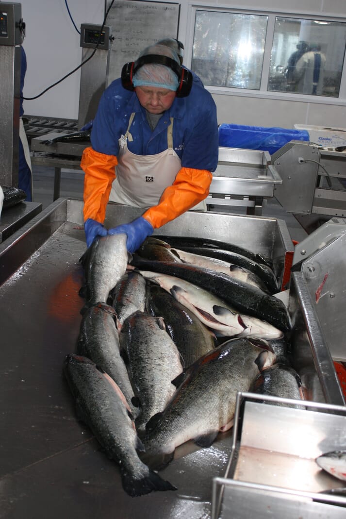 Under normal circumstances an average of 152 tonnes of Scottish salmon are transported to Europe every day