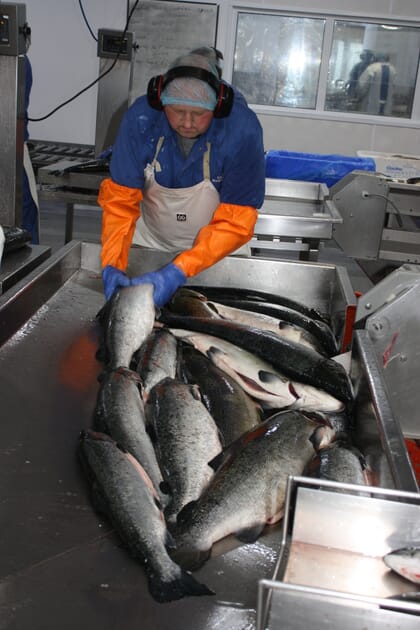 salmon processing