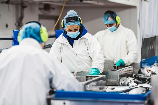 people working in a fish factory