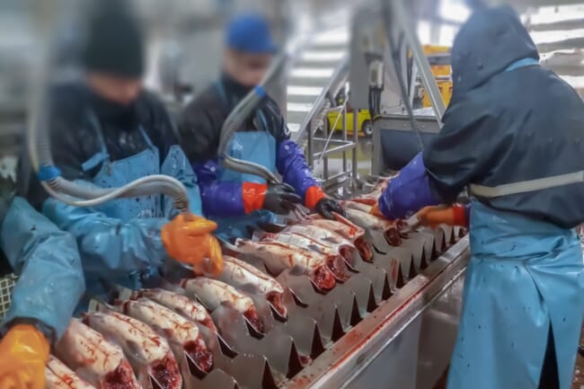 pessoas matando e limpando peixes em uma fábrica