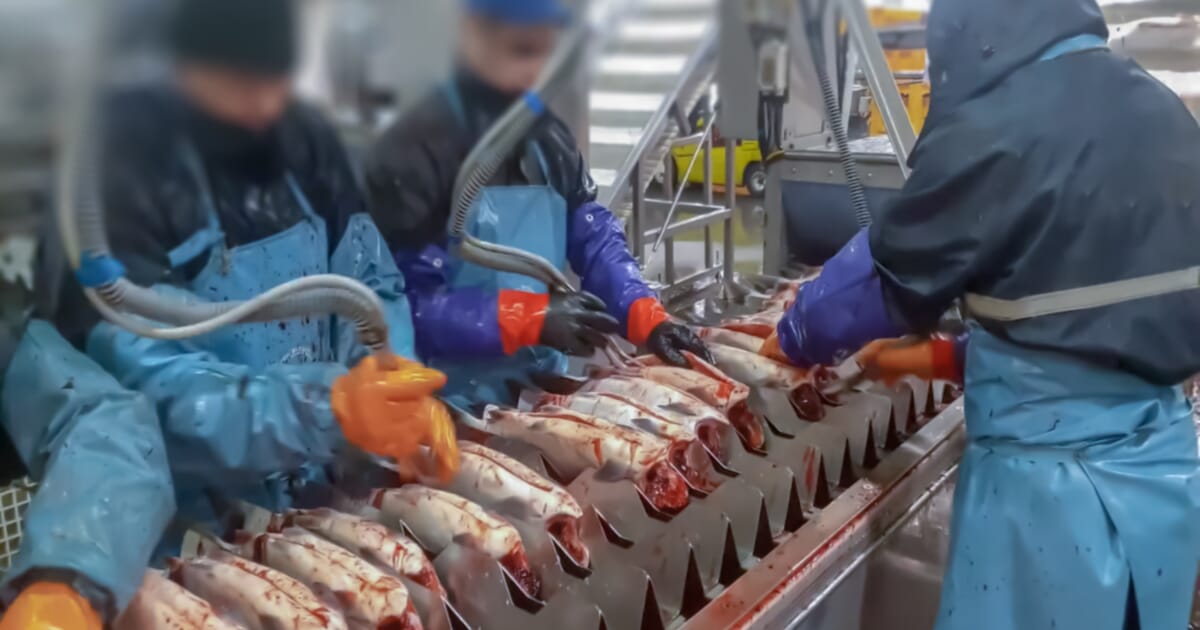 UK politicians urged to improve farmed fish slaughter regulations | The ...