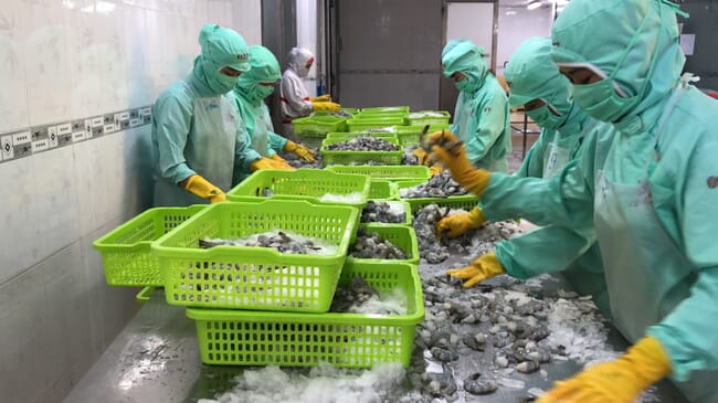 Processing shrimp