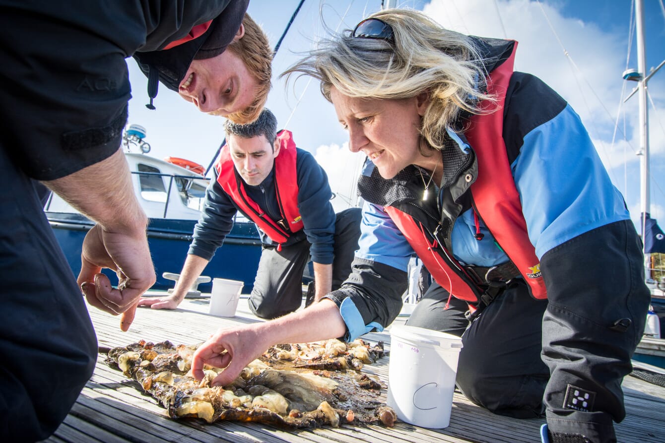 three people examining seaweed on a pontoon