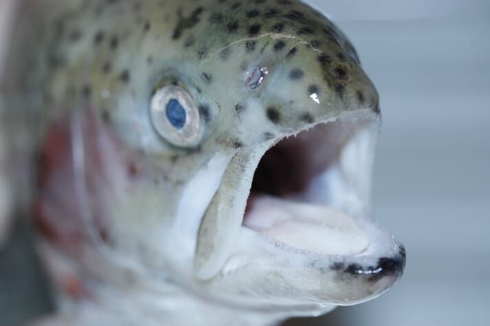 The head of a live rainbow trout