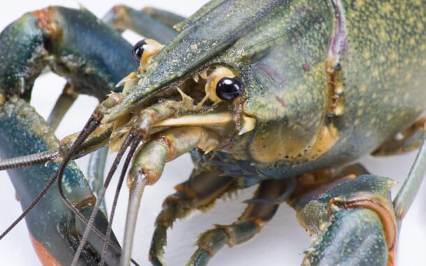 Crayfish | The Fish Site