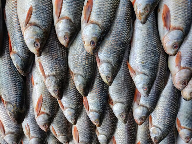 A group of neatly arranged fish.