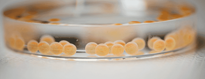 Salmon eggs selected for resistance to CMS can improve survival rates considerably