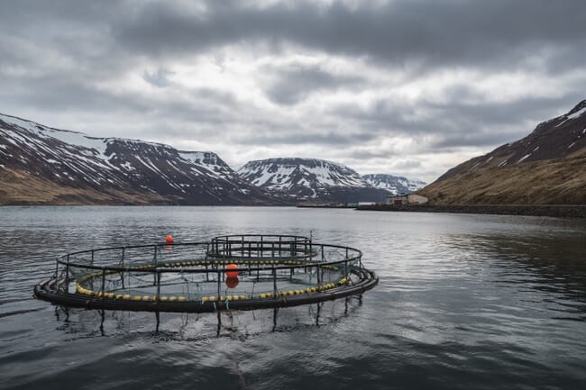 Floating salmon pens in a fjord with snowy hills in the background
