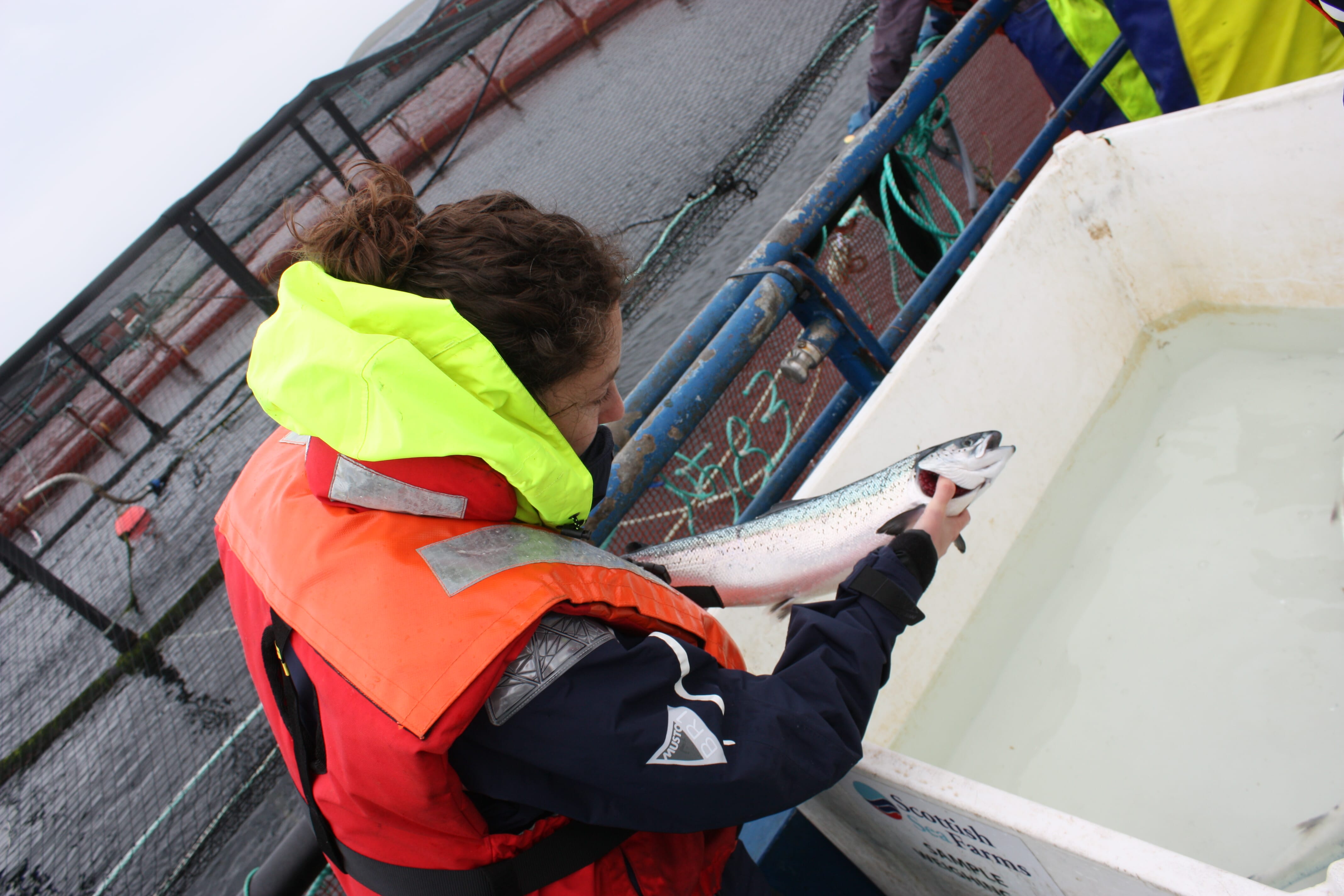 New sea lice treatment launched in Chile The Fish Site