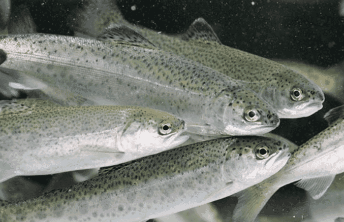 The skin of salmon smolts becomes thinner and weaker in the period after transfer to sea
