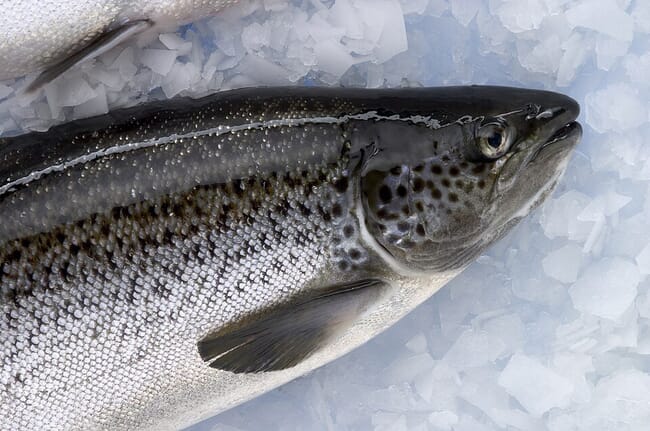 A close up of an Atlantic salmon on ice.