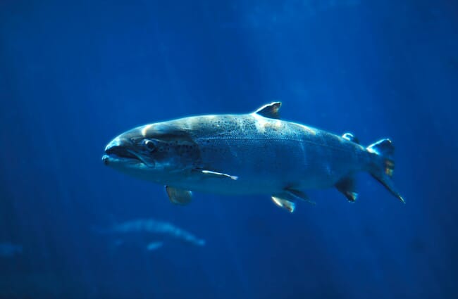 a salmon under water