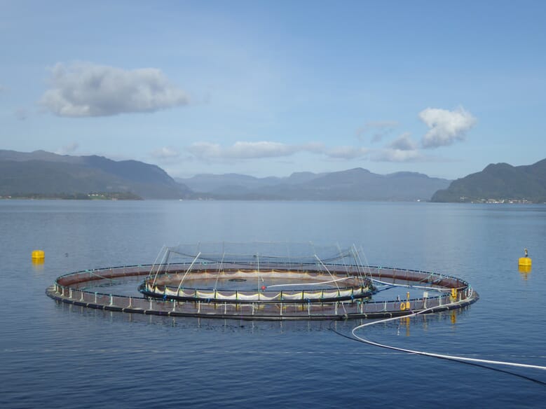 Solving Salmon Aquaculture’s $1 Billion Question 