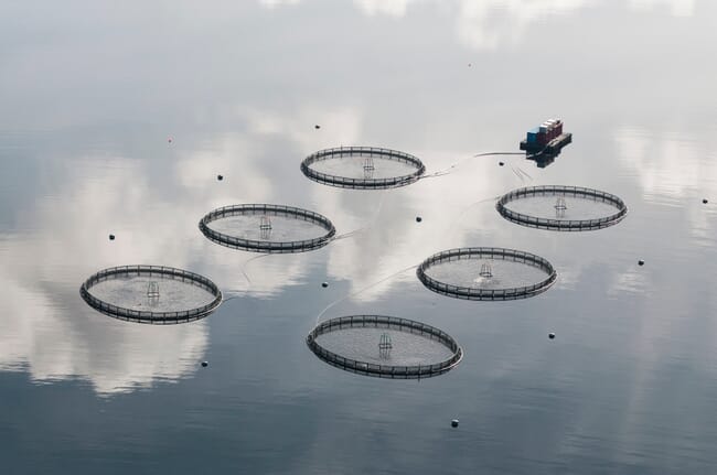 Una piscifactoría de salmón escocesa.