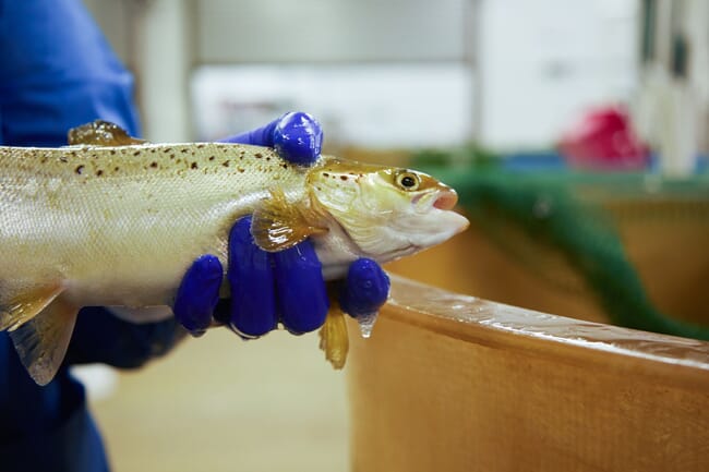 A salmon being held in an indoor trials facility.