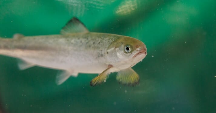 a juvenile salmon in a tank