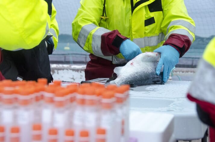 Sampling salmon for the HoloFish project in Norway