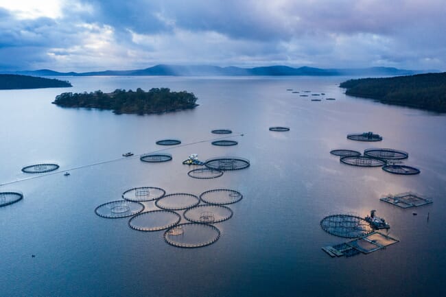 Aerial view of open pen salmon farm