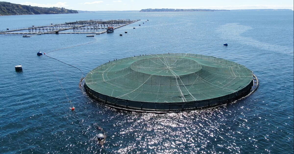 Encouraging results for submersible copper salmon farm