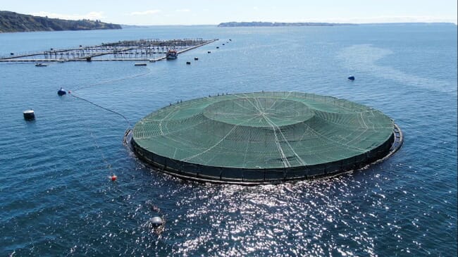 Submersible salmon cage