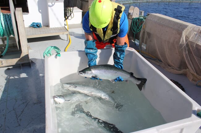 man holding a salmon above a tank