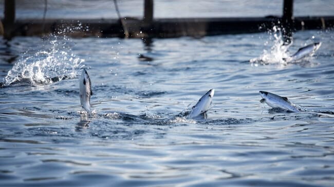 salmon leaping out of the water