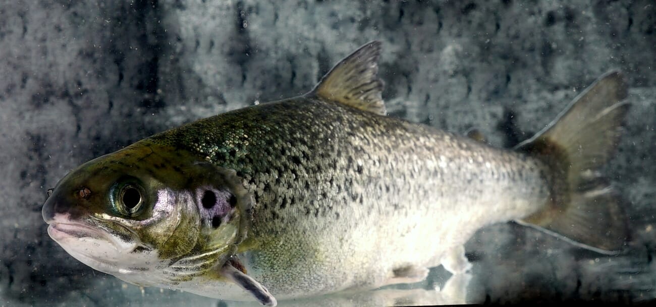 Turning ultrasound and infrared on sea lice The Fish Site