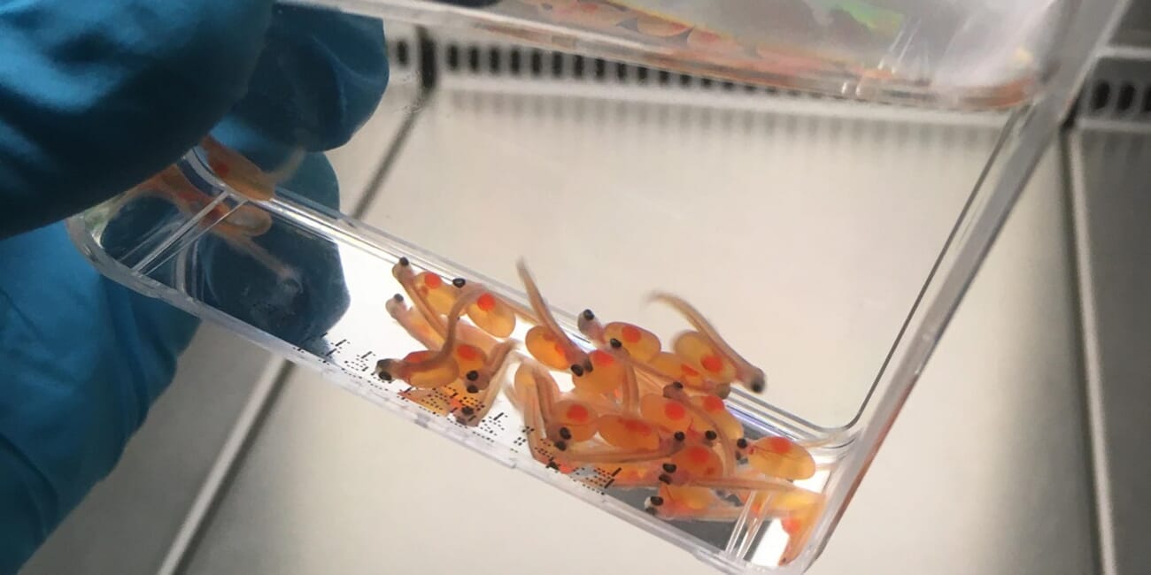 Could exposure to specific bacteria be beneficial to farmed salmon? The Fish Site