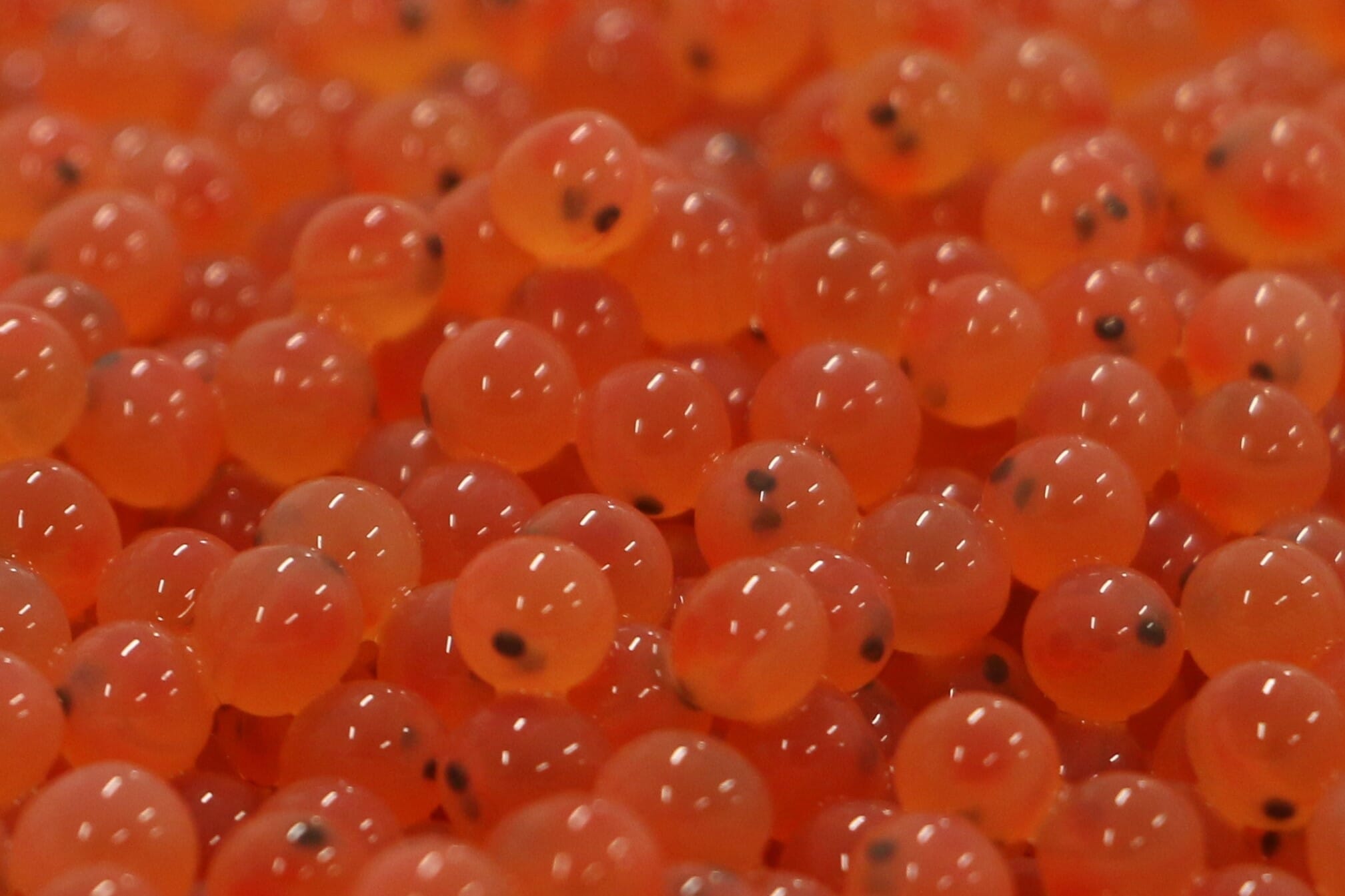 atlantic salmon eggs